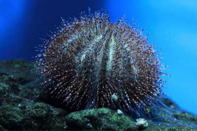 Ёж морской зелёный ( Salmacis sphaeroides)