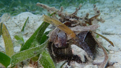 Ёж морской зелёный ( Salmacis sphaeroides)