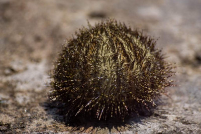 Ёж морской зелёный ( Salmacis sphaeroides)