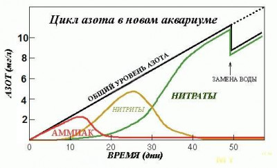 Пересадил комету в новый аквариум стала нервной