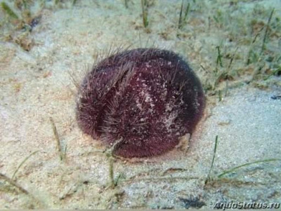 Ёж фиолетовый ( Spatangus purpureus)