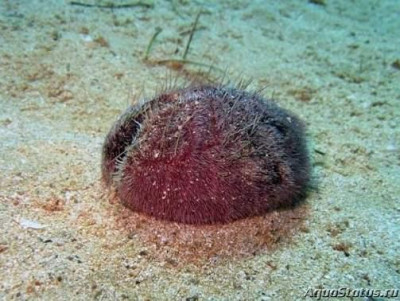 Ёж фиолетовый ( Spatangus purpureus)