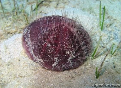 Ёж фиолетовый ( Spatangus purpureus)