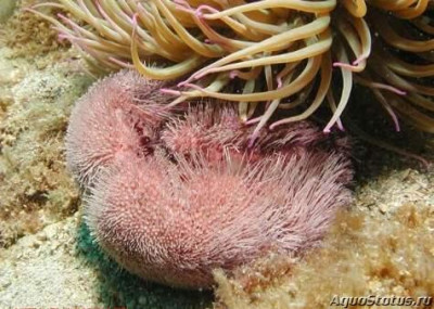 Ёж фиолетовый ( Spatangus purpureus)