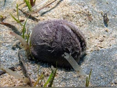 Ёж фиолетовый ( Spatangus purpureus)