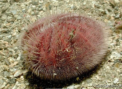 Ёж фиолетовый ( Spatangus purpureus)