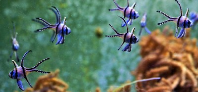 Фото Тюлевый апогон Pterapogon Kauderni  (photo#14337)