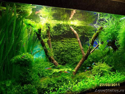 Фото Аквариумный фотоконкурс 2 категория Мой аквариум  (photo#143408)