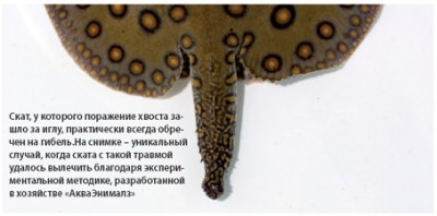 Фото Пресноводные скаты (photo#14378)