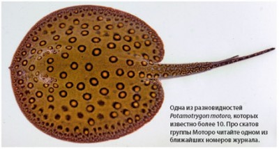 Фото Пресноводные скаты (photo#14382)