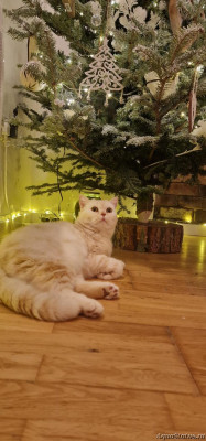 Фото Наши Домашние Питомцы не рыбки  (photo#143841)