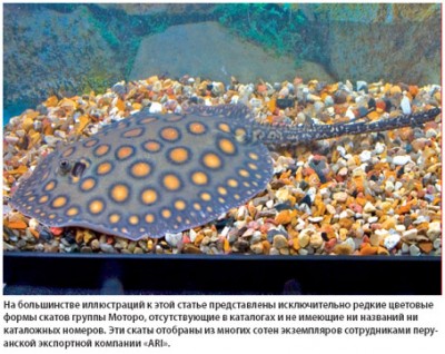 Фото Скат Моторо (photo#14387)