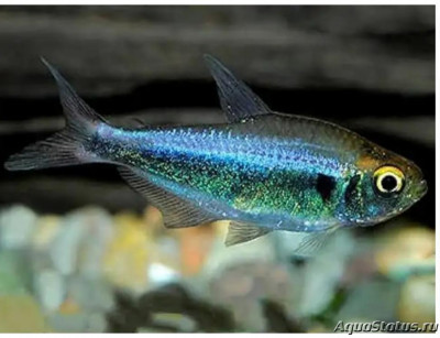 Фото Тетра фиолетовая Hyphessobrycon metae  (photo#144112)