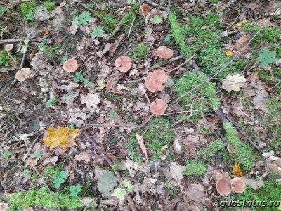 Фото Красивые места, в которых я был (photo#144582)