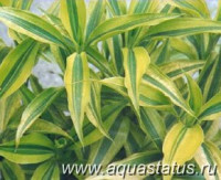 Фото Драцена сандера Dracaena sanderiana  (photo#14510)
