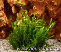 Фото Мох ключевой, фонтиналис Fontinalis antipyretica  (photo#14511)