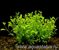 Фото Глоссостигма Glossostigma elatinoides  (photo#14512)