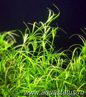 Фото Юнцус ползучий Juncus repens  (photo#14514)