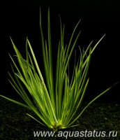 Фото Аир злаковый, форма садовая Acorus gramineus var. decoratus  (photo#14529)