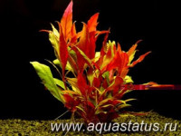 Фото Альтернантера розовая Alternanthera rosaefolia  (photo#14535)