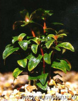 Фото Аммания сенегальская Ammannia senegalensis  (photo#14540)