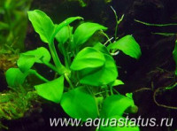 Фото Анубиас бартера карликовый petite Anubias nana petite  (photo#14546)