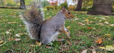 Фото Парк Wolverhampton West Park в Великобритании (photo#145663)