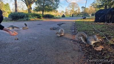 Фото Парк Wolverhampton West Park в Великобритании (photo#145669)