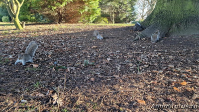 Фото Парк Wolverhampton West Park в Великобритании (photo#145670)