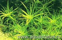 Фото Бликса альтернофолия Blyxa alternofolia  (photo#14572)