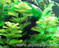 Фото Кабомба прекраснейшая Cabomba pulcherrima  (photo#14583)