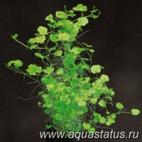 Фото Сердечник лировидный Cardamine lyrata  (photo#14585)