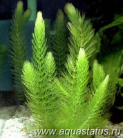 Фото Роголистник темно-зеленый Ceratophyllum demersum  (photo#14586)