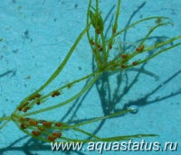 Фото Топняк Chara fragilis desvaux  (photo#14591)