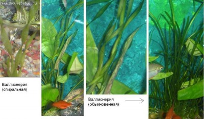 Опознание аквариумных растений