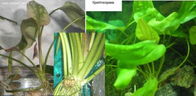 Опознание аквариумных растений
