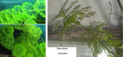 Опознание аквариумных растений