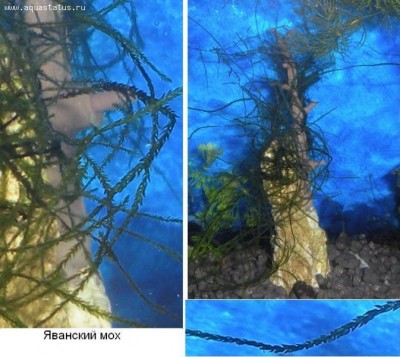 Опознание аквариумных растений