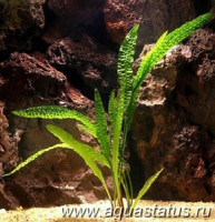 Фото Криптокорина апоногенолистная Cryptocoryne aponogetifolia  (photo#14611)