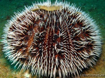 Еж карибский морской (Tripneustes ventricosus)