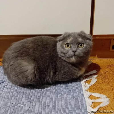 Фото Наши Домашние Питомцы не рыбки  (photo#146448)