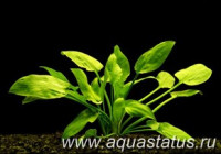 Фото Криптокорина понтедериеволистная Cryptocoryne pontederiifolia  (photo#14652)