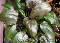 Фото Криптокорина пурпурная Cryptocoryne purpurea  (photo#14654)