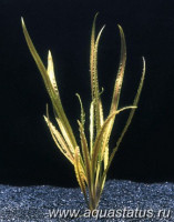 Фото Криптокорина обратноспиральная Cryptocoryne retrospiralis  (photo#14655)