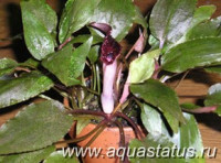 Фото Криптокорина забавная Cryptocoryne scurrilis  (photo#14656)
