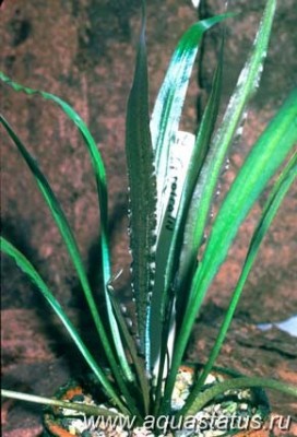 Фото Криптокорина спиральная Cryptocoryne spiralis  (photo#14658)