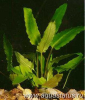 Фото Криптокорина вендта Cryptocoryne wendtii  (photo#14661)