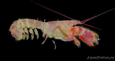 Креветка-пила грязевая (Neaxius mclaughlinae)