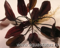 Фото Эхинодорус aflame Echinodorus aflame  (photo#14672)