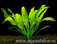 Фото Эхинодорус амазонский Echinodorus amazonicus  (photo#14673)